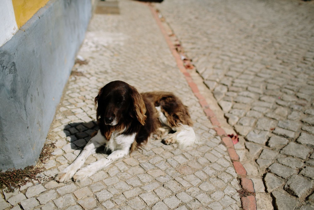 dog resting at sun in Quinta Santa Ana