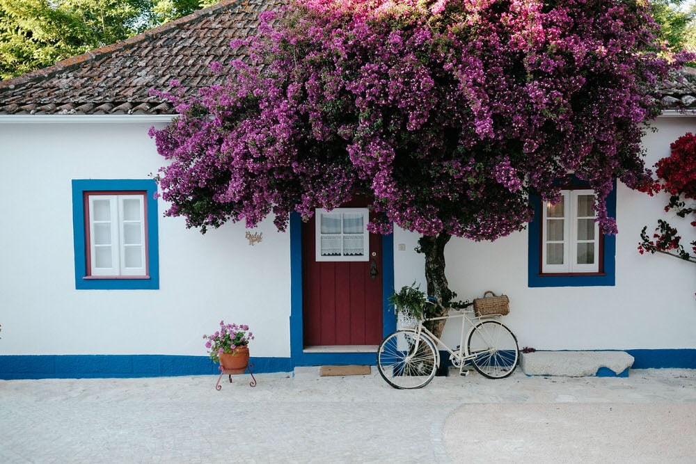 Portuguese facade with a beautiful bougainvillea and a rustic bicycle in white, blue, and red colors of the quinta da bichinha